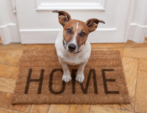 Protecting Our Furry Babies: 14 Vital Signs of Mold Poisoning in Pets