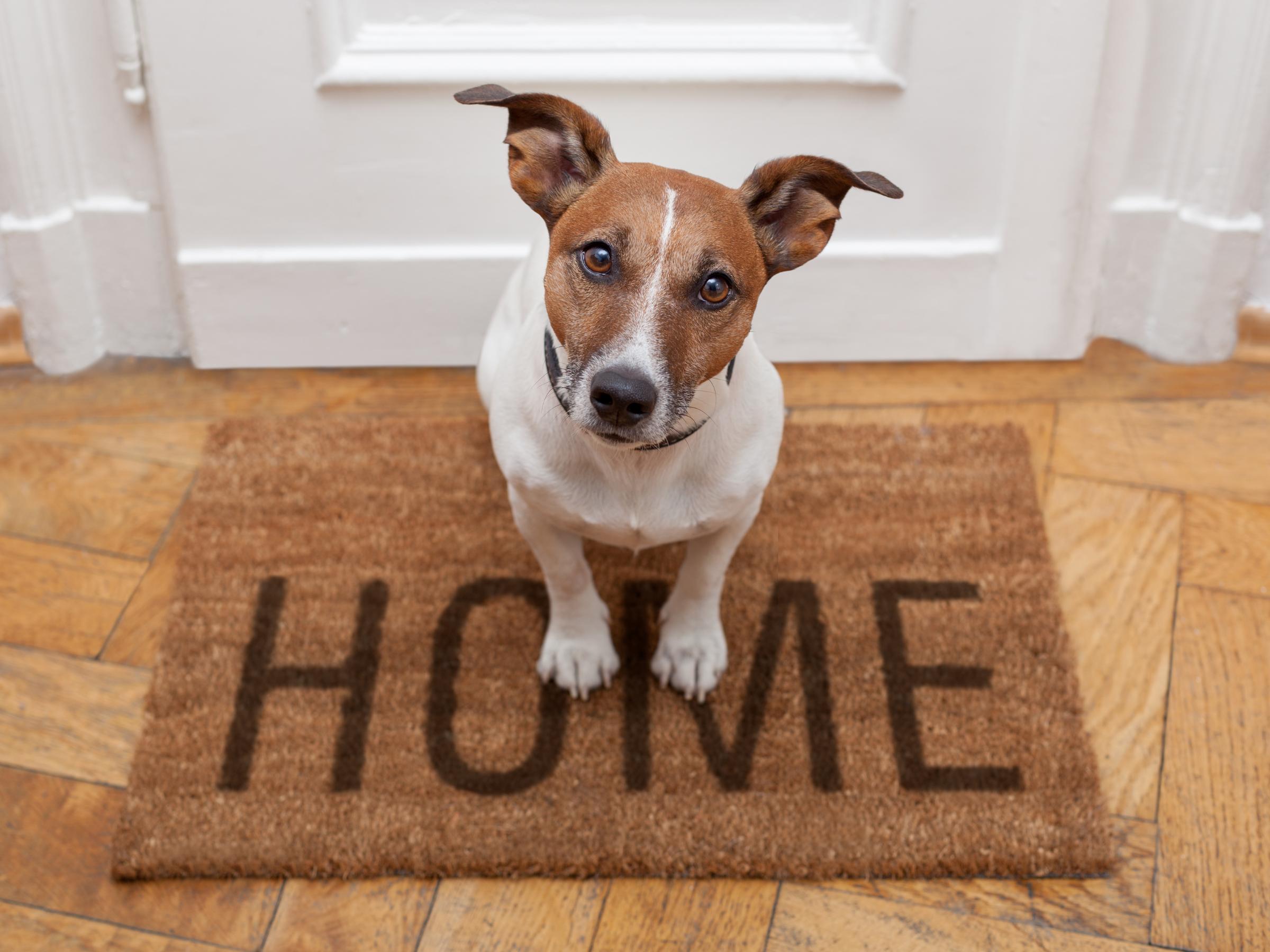 protecting-our-furry-babies