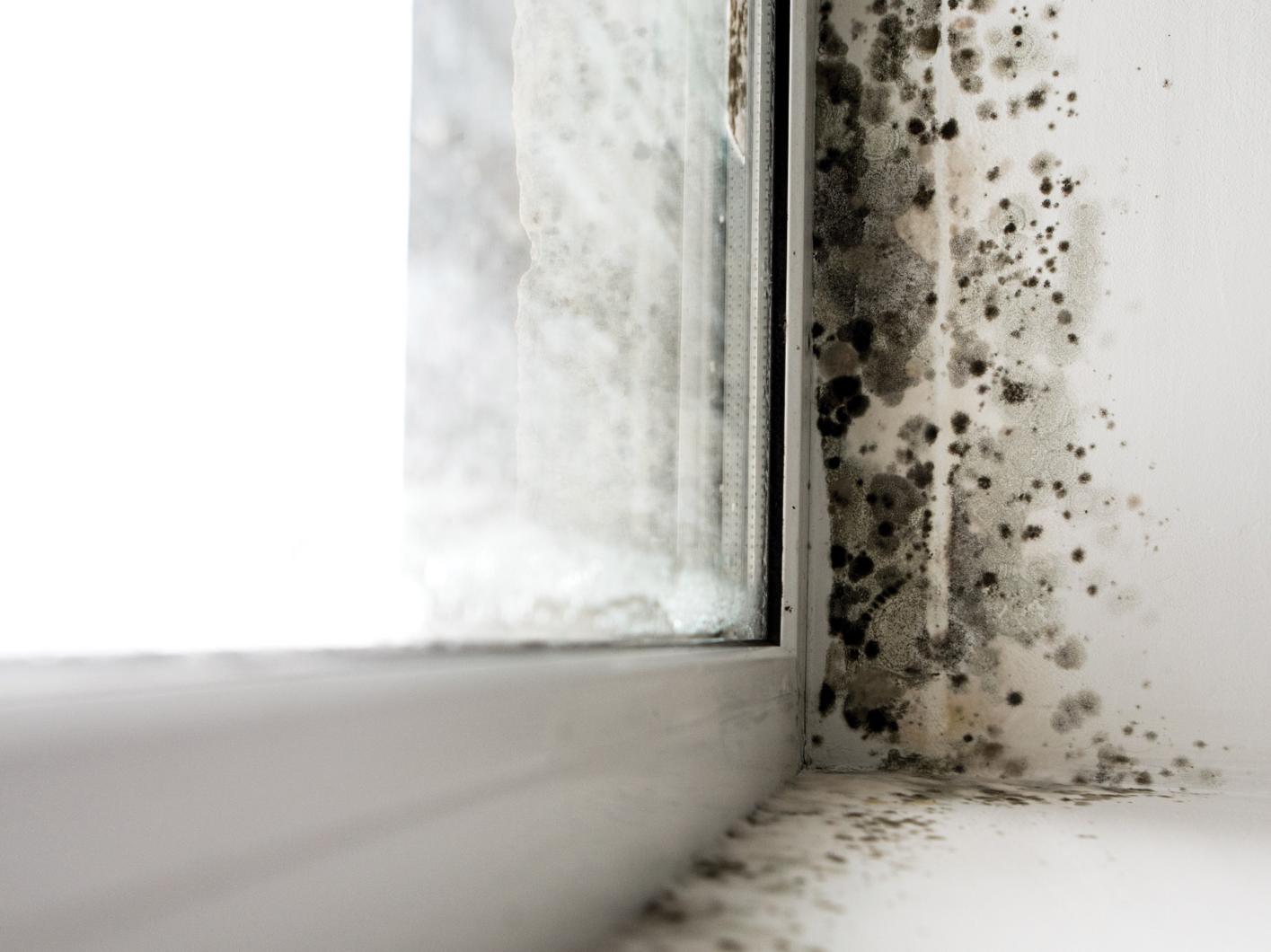 Mold Inspectors USA Service Images (1415 × 1060 px) (2) mold-due-to-moisture-intrusion